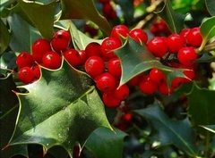 MUERDAGO (ILEX AQUIFOLIUM)