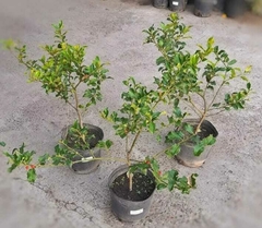 MUERDAGO (ILEX AQUIFOLIUM) - comprar online