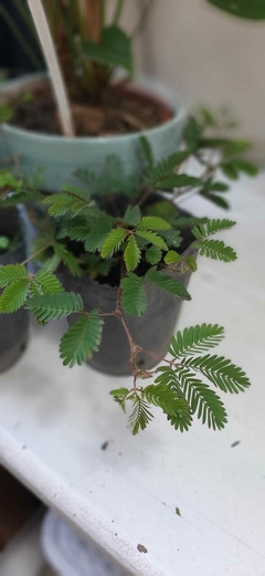 MIMOSA PUDICA - comprar online