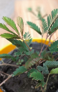 MIMOSA PUDICA