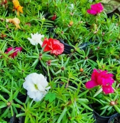 PORTULACA O FLOR DE SEDA