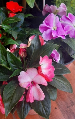 IMPATIENS