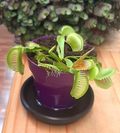 CARNIVORA VENUS FLYTRAP O ATRAPAMOSCAS