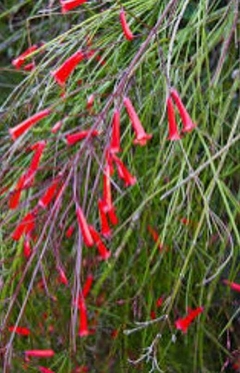 RUSSELIE EQUISETIFORMIS "LLUVIA DE FUEGO"