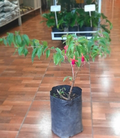 FUCHSIA MAGELLANICA O ALJAHABA SILVESTRE - comprar online