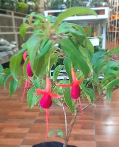 FUCHSIA MAGELLANICA O ALJAHABA SILVESTRE