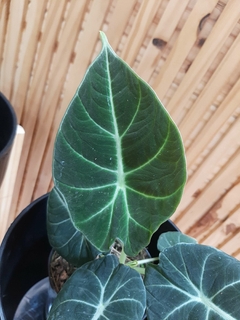 ALOCASIA VELVET