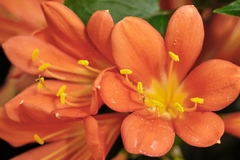 CLIVIA - comprar online