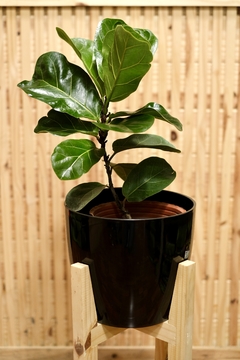 FICUS PANDURATA O LYRATA