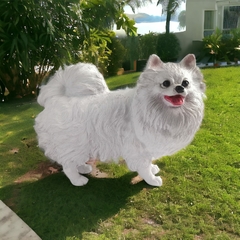 Imagem do Cachorro Lulu Da Pomerânea - Branco