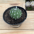 ECHINOPSIS SUBDENUDATA