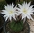 ECHINOPSIS SUBDENUDATA - comprar online