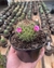 MAMMILLARIA MAYOVENSIS - comprar online