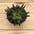 HAWORTHIA