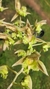 Catasetum fimbriatum - comprar online