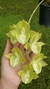 Catasetum pileatum x tenebrosum (2) - comprar online