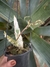 Mormodes speciosum x dasilvae - comprar online