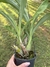 Clowesetum leprechaum 2 plantas no vaso 08