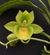 Catasetum pileatum x tenebrosum - orquideasdobresca