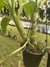 Fredclarkeara Saturn sky x Catasetum Susan Fuchs na internet