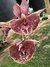 Catasetum penang 07 - comprar online