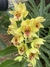 Clowesia Rebecca Northen x Catasetum olga