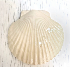 PRE-SALE Platito Shell - comprar online