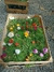 Cajón x24 Plantines de flores a elección