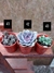 Imagen de Pack de cactus y suculentas a elección
