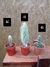 Pack de cactus y suculentas a elección