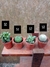 Pack de cactus y suculentas a elección en internet