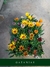 Cajón x24 Plantines de flores a elección - Vivero Green Love — shop online