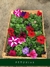 Cajón x24 Plantines de flores a elección - comprar online