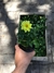 Cajón x24 Plantines de flores a elección en internet