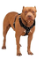 PEITORAL PITBULL COM CRAVO - comprar online