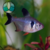 TETRA BLACK PHANTOM (Hyphessobrycon megalopterus) - comprar online