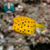 YELLOW BOXFISH (Ostracion cubicum)