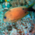 TANG BLUE EYE (Ctenochaetus binotatus) - comprar online