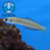 GOBY BAR (Ptereleotris Zebra)