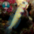 GOBY ORANGE SPOTTED (Amblyeleotris Guttata) na internet