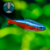 TETRA NEON CARDINAL (Paracheirodon axelrodi) LOTE COM 10