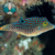 PUFFER SOLANDRI (Canthigaster solandri)