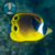 RACOON BUTTERFLYFISH (Chaetodon lunula) MD