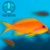 ANTHIAS SQUAMIPINNIS (Pseudanthias squamipinnis) - FEMEA