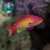 ANTHIAS SQUAMIPINNIS (Pseudanthias squamipinnis) - MACHO