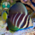 TANG SAILFIN (Zebrasoma veliferum)