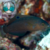 WRASSE DUSKY (Halichoeres marginatus)