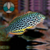 WRASSE LEOPARD (Macropharyngodon meleagris) - comprar online