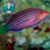 WRASSE SIX LINE (Pseudocheilinus hexataenia)