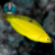 WRASSE YELLOW CORIS (Halichoeres chrysus)